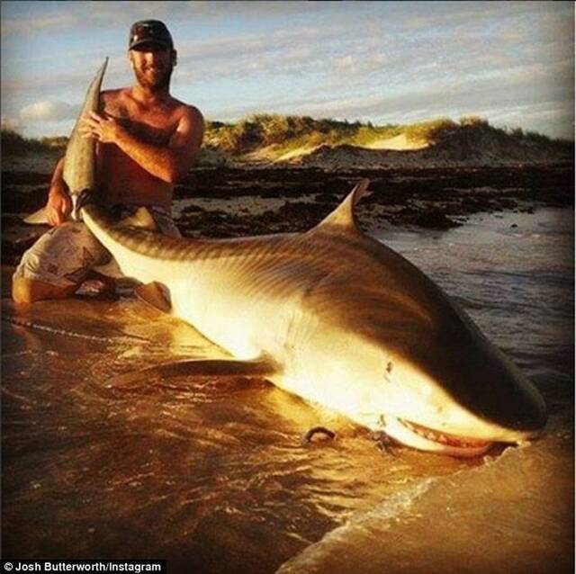 澳大利亚2渔民奋力捕获一头锤头鲨和一头虎鲨