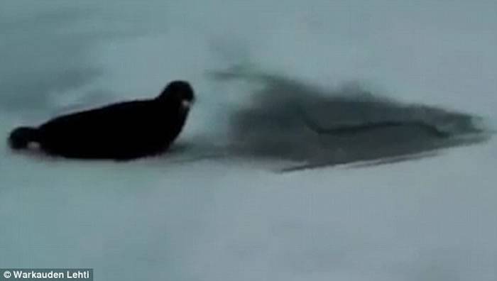 芬兰渔民用电锯锯开冰冻三尺的赛马湖湖面救出受困环斑海豹