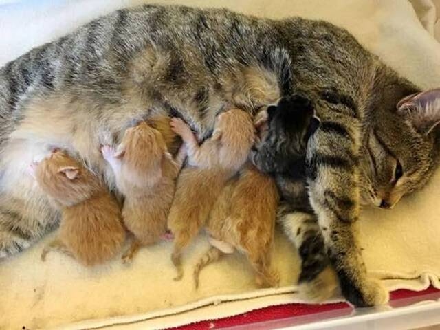 美国人道救援协会救起一只被冻僵的母虎斑猫 获救后生下5宝宝