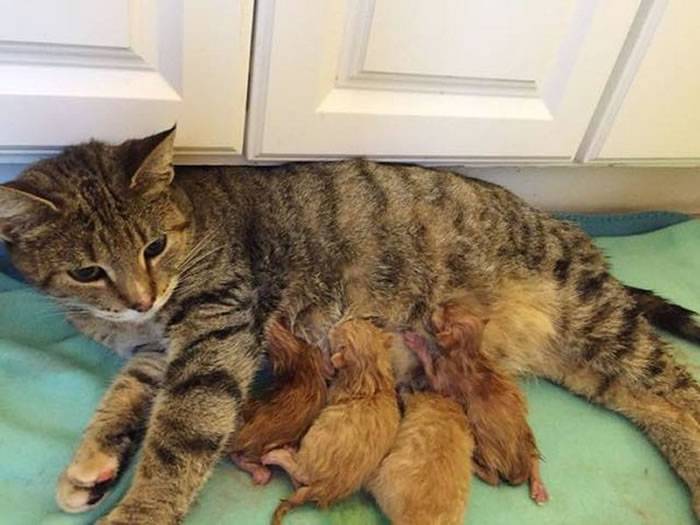 美国人道救援协会救起一只被冻僵的母虎斑猫 获救后生下5宝宝