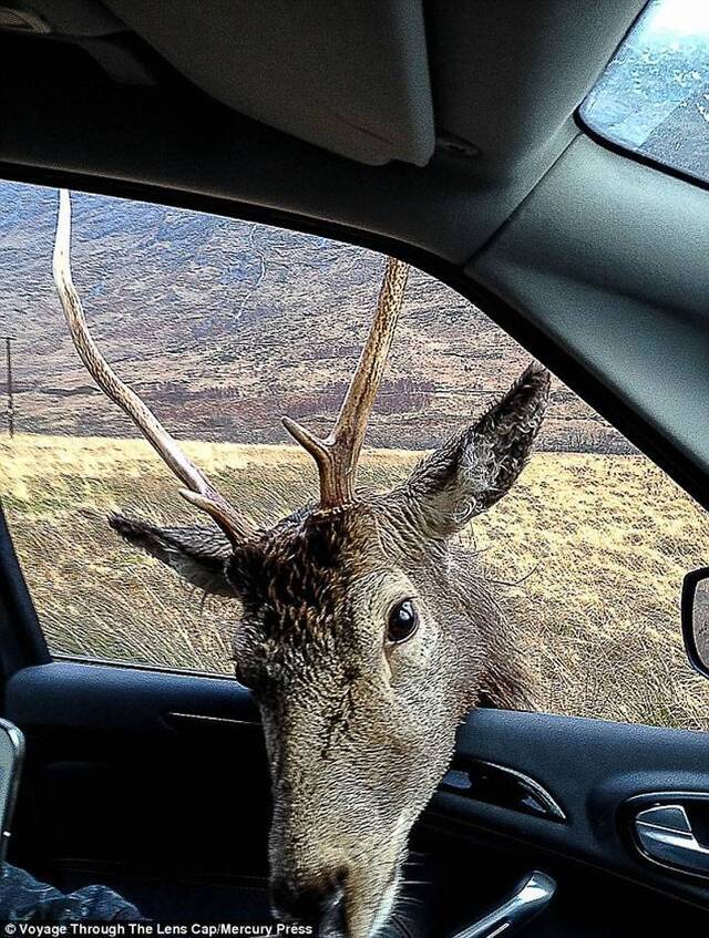 苏格兰埃蒂夫峡谷小鹿想抢游客手中的甜食