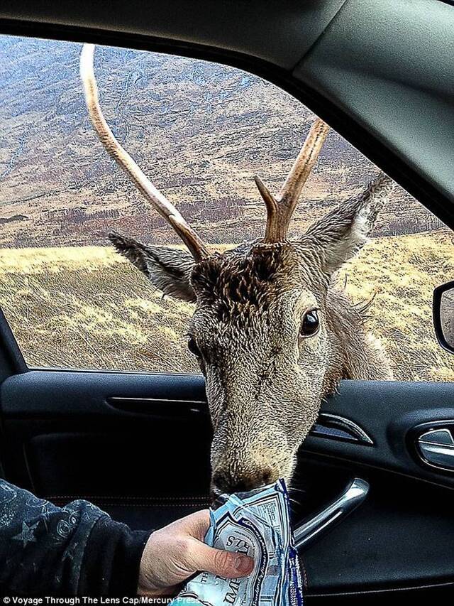 苏格兰埃蒂夫峡谷小鹿想抢游客手中的甜食