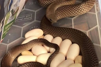 澳洲捕蛇专家Rolly Burrell在厨房冰箱下抓到世界第二毒“东部拟眼镜蛇”
