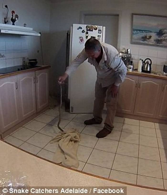 澳洲捕蛇专家Rolly Burrell在厨房冰箱下抓到世界第二毒“东部拟眼镜蛇”