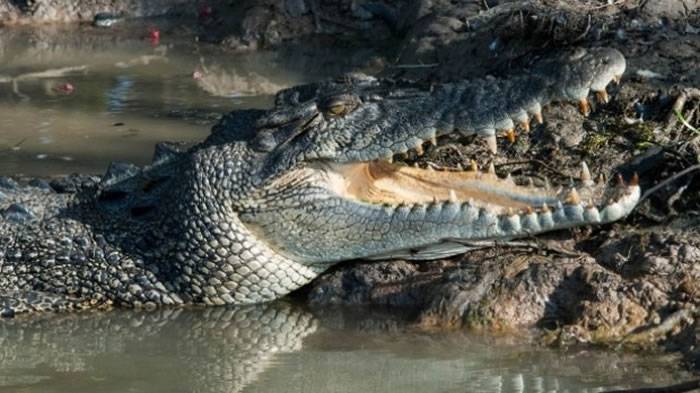 澳洲60岁妇人遛狗遭水中突然爬出的鳄鱼咬断手
