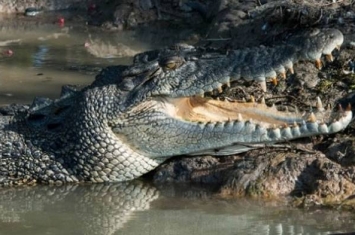 澳洲60岁妇人遛狗遭水中突然爬出的鳄鱼咬断手