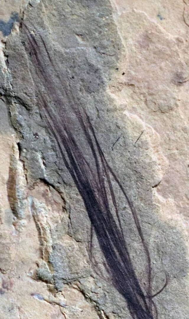 澳大利亚库恩瓦拉地质保护区古老河床中挖掘出稀有的极地恐龙化石羽毛