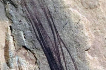 澳大利亚库恩瓦拉地质保护区古老河床中挖掘出稀有的极地恐龙化石羽毛
