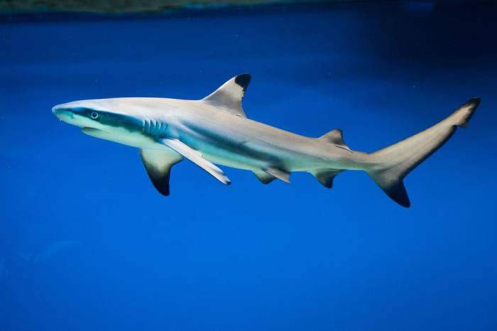 美国佛罗里达州发生奇事：一条鲨鱼“游”进住宅区游泳池