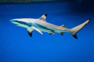 美国佛罗里达州发生奇事：一条鲨鱼“游”进住宅区游泳池