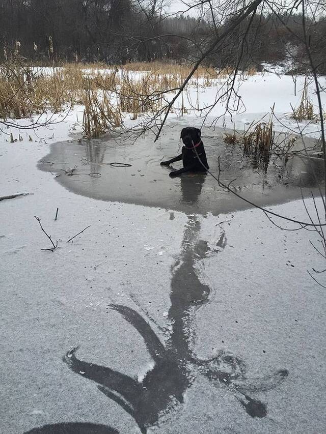 美国黑色拉布拉多追松鼠掉进结冰湖里前脚撑着爬不出来