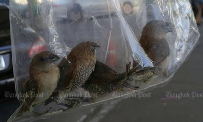 泰国网上流传麻雀被困胶袋照片 店铺虐待动物借民众善心放生牟利
