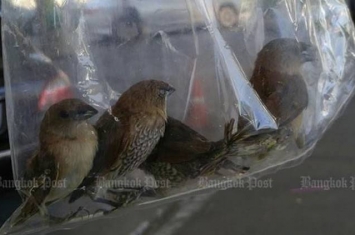 泰国网上流传麻雀被困胶袋照片 店铺虐待动物借民众善心放生牟利