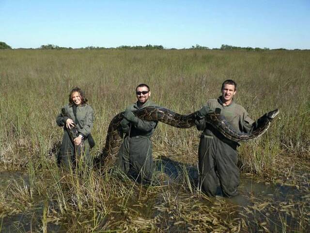 美国佛罗里达州湿地举行2016年度“猎蟒”活动