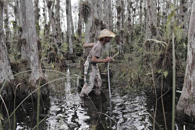 美国佛罗里达州湿地举行2016年度“猎蟒”活动