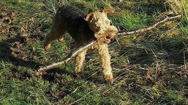 英国知名兽医警告：扔木棍给狗玩可能造成可怕的伤害