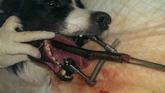 英国知名兽医警告：扔木棍给狗玩可能造成可怕的伤害