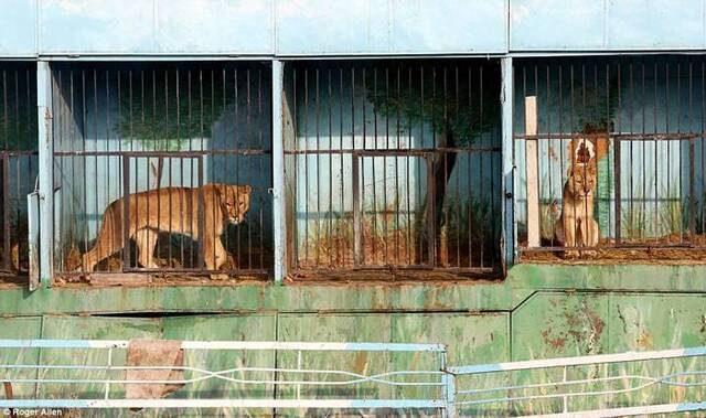 亚美尼亚富豪为炫耀创立“动物园” 害苦狮子黑熊