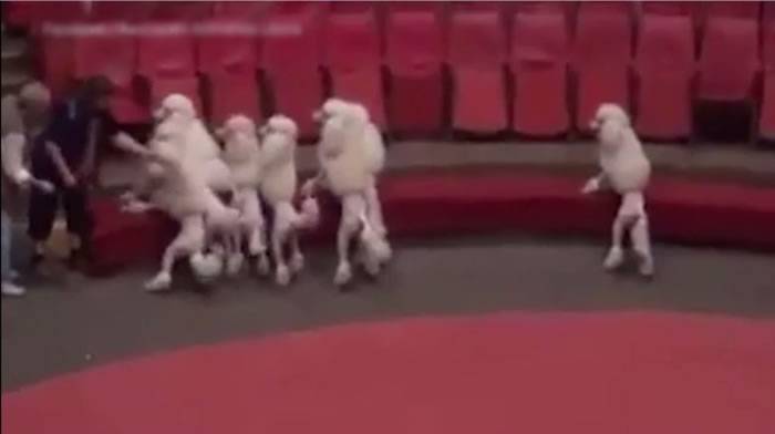 西班牙马戏团虐待动物片段曝光 驯兽师殴打贵妇狗、鸵鸟