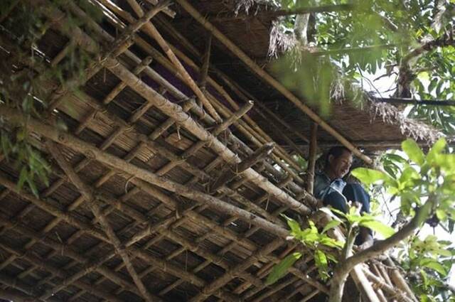 缅甸南部村镇村民在树上搭建房子躲避野象攻击 听到如雷般脚步声就爬上树屋