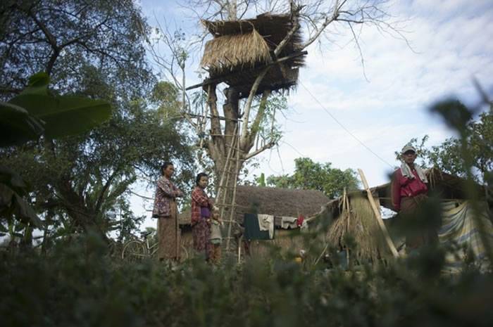 缅甸南部村镇村民在树上搭建房子躲避野象攻击 听到如雷般脚步声就爬上树屋