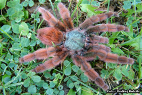 巨人粉红脚蜘蛛是什么