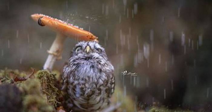 德国生态摄影师Tanja Brand拍到宠物猫头鹰在蘑菇下躲雨