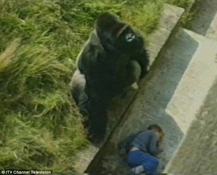英国男子Levan Merritt幼年时掉动物园笼中得到大猩猩保护 改变其一生