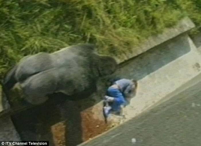 英国男30年前跌落动物园笼子昏迷 大猩猩出现保护他成救命恩人