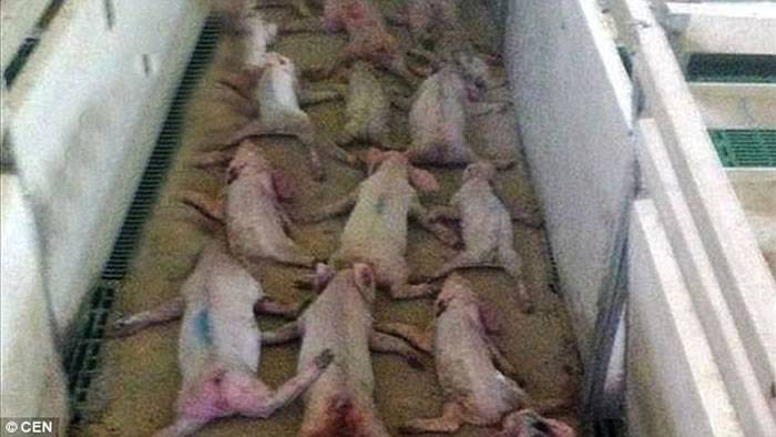 西班牙2名农夫故意从高处跳下活活压死72条小猪