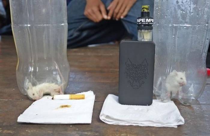 马来西亚吉兰丹电子烟联盟用白老鼠证明香烟比电子烟更有害