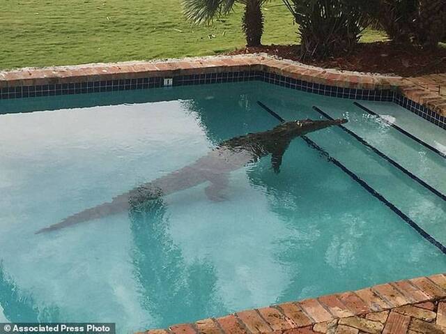 美国佛罗里达州居民泳池现大鳄鱼