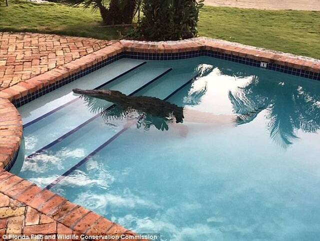美国佛罗里达州居民泳池现大鳄鱼