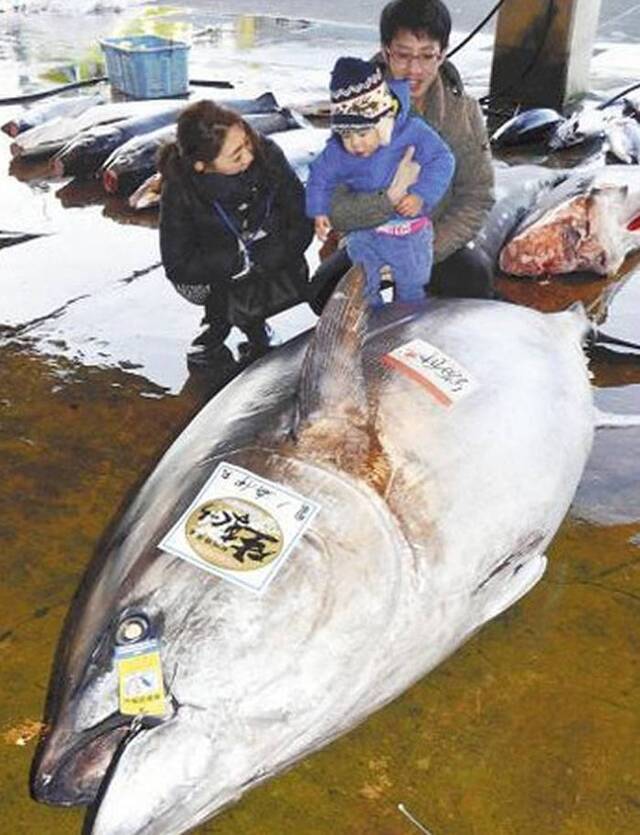 日本捕获417公斤巨型鲔鱼 可做成3000人吃的生鱼片