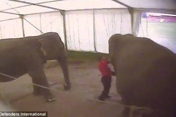 大英马戏团驯兽师英国巡演时虐待大象引起公愤