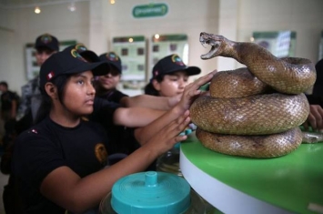 秘鲁成立毒蛇博物馆以帮助人们认识毒蛇