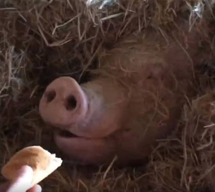 美国动物保育农场救出被当作繁殖用的母猪 原本一辈子都只能在狭小牢笼中
