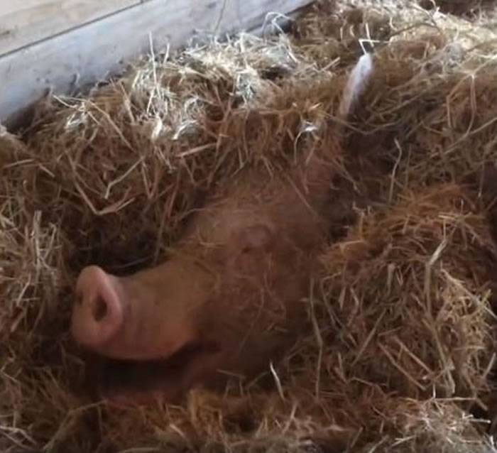 美国动物保育农场救出被当作繁殖用的母猪 原本一辈子都只能在狭小牢笼中