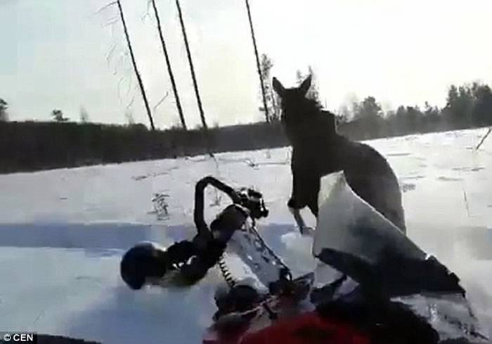 俄罗斯年幼驼鹿身陷雪地 路人不帮忙还要骑着玩
