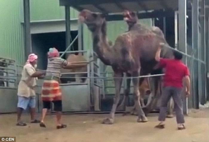 沙特阿拉伯麦加屠宰场工人将两只骆驼宰杀之前用铁棍对它们进行一番暴打