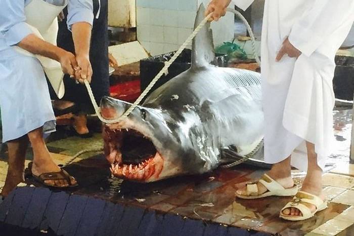 鲨鱼跃上阿联酋渔船想吃人反被杀