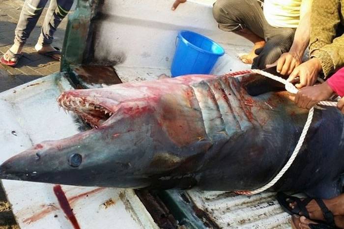 鲨鱼跃上阿联酋渔船想吃人反被杀