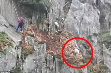 英国绵羊在山峰险峻的岩脊处被困数日 救援小组顶着暴风雪将之救出