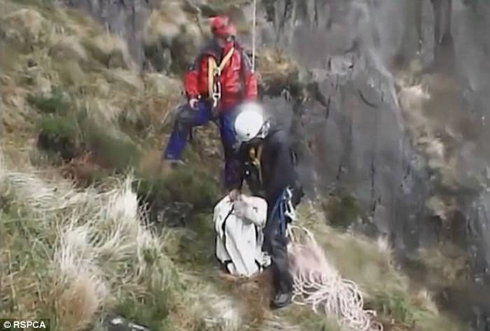 英国绵羊在山峰险峻的岩脊处被困数日 救援小组顶着暴风雪将之救出
