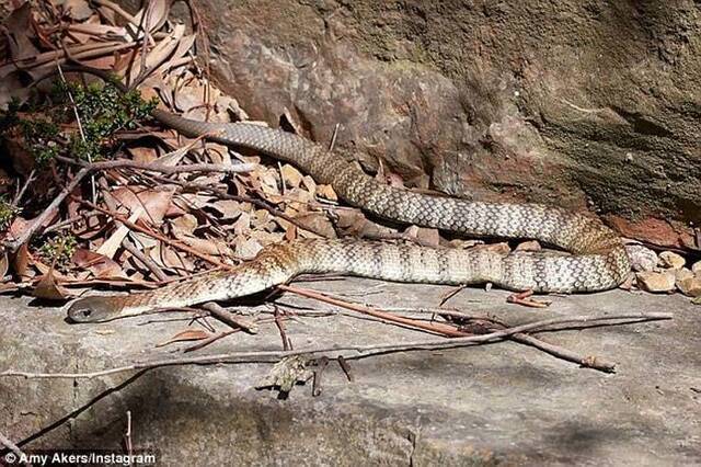 澳大利亚墨尔本遭受严重“蛇灾” 大量毒蛇来袭