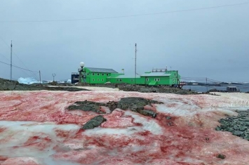 “雪衣藻”！乌克兰“韦尔纳茨基院士”南极站布满红色积雪