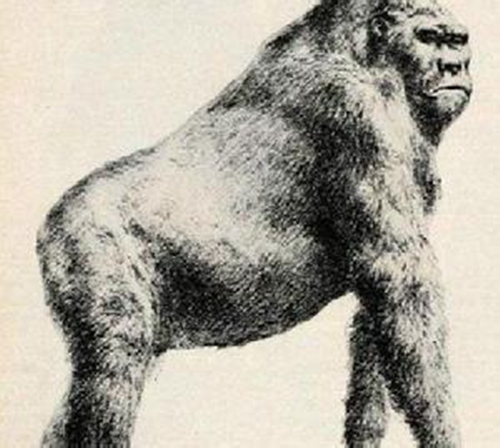 比利猿是真的存在吗