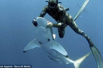 美国潜水员Michael Dornellas催眠鲨鱼拔鱼钩
