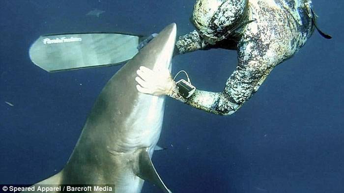 美国潜水员Michael Dornellas催眠鲨鱼拔鱼钩