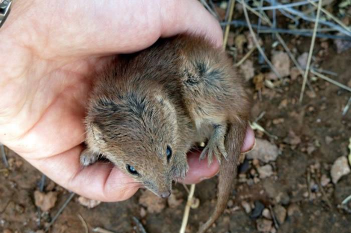 澳洲西北部发现的小型有袋动物Kalutas会在繁殖期频繁交配 可致一整代雄性死亡